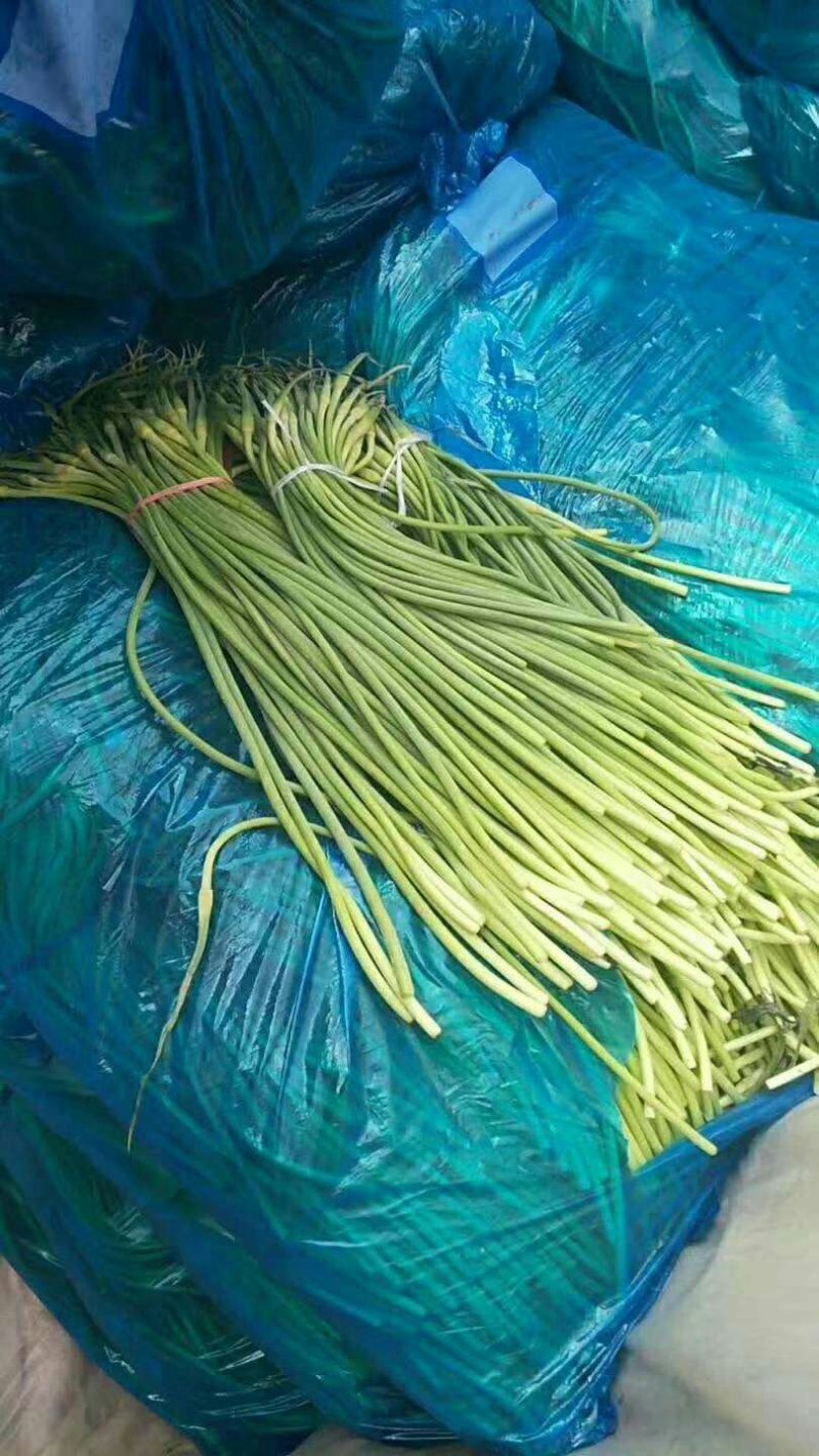 金乡红帽手拔蒜薹通货60~70cm