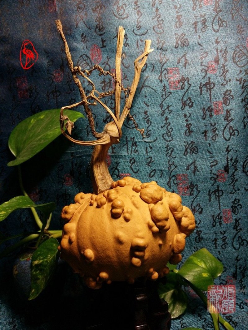 供应各种文玩葫芦和葫芦种子