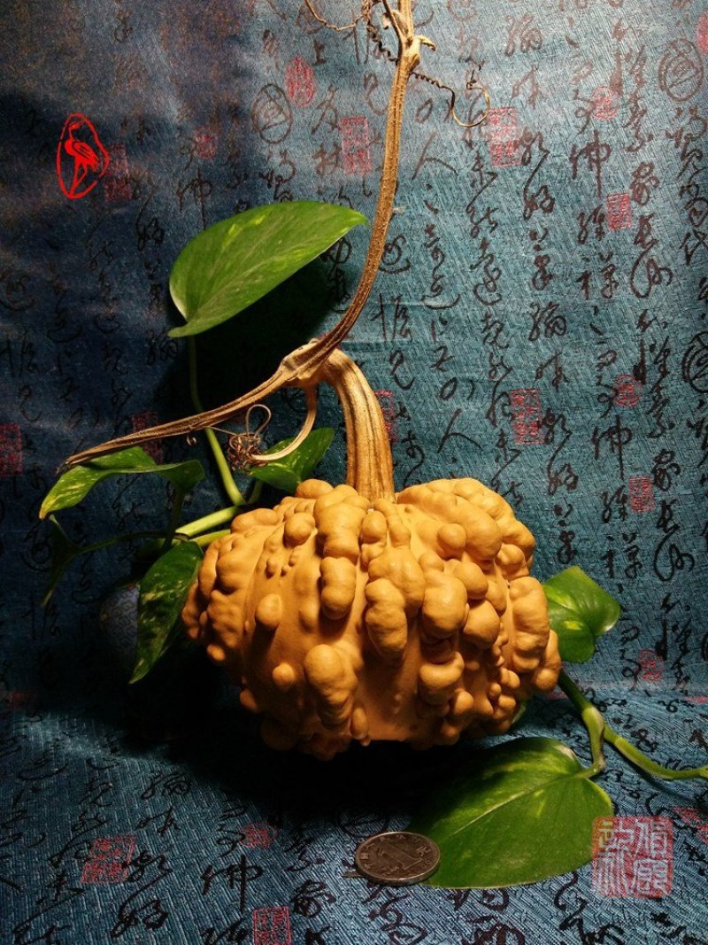 供应各种文玩葫芦和葫芦种子