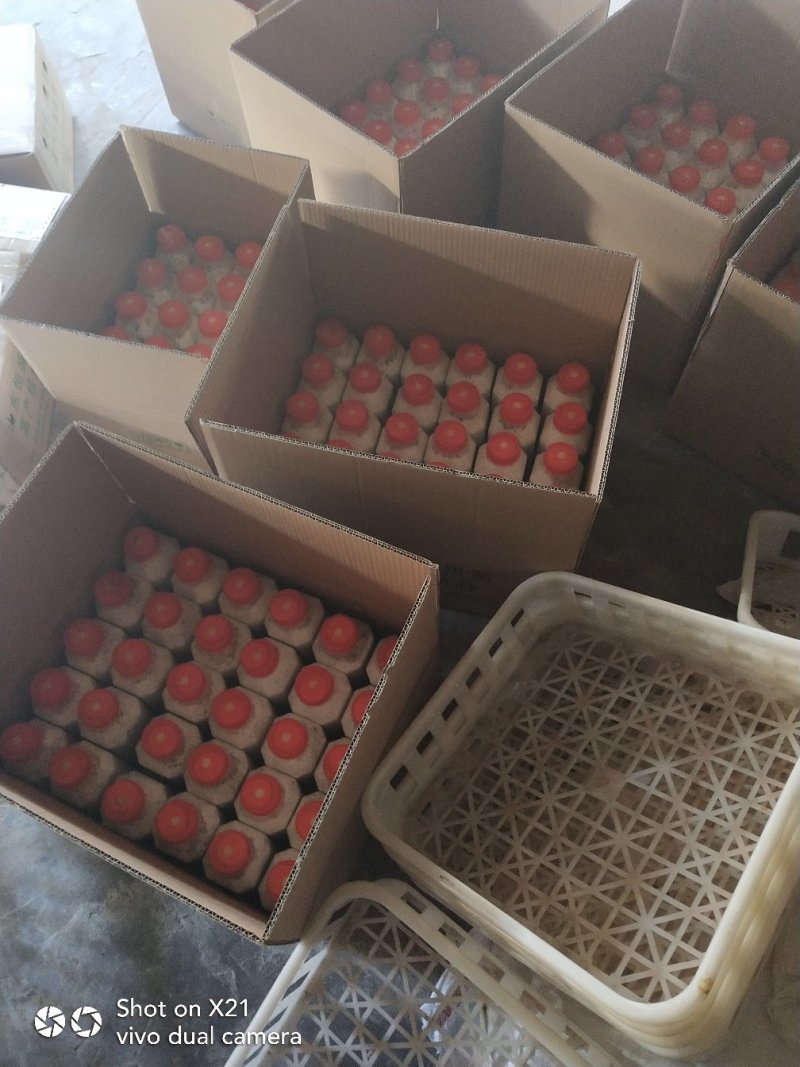 菌棒优质平菇姬菇高产抗病平菇熟料菌棒全国发货