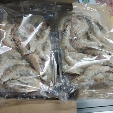 南美对虾
