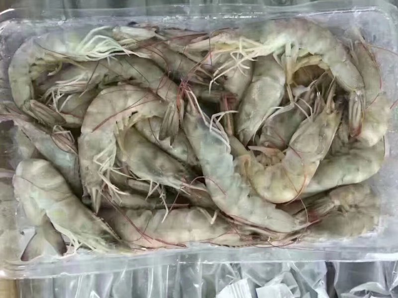 南美对虾