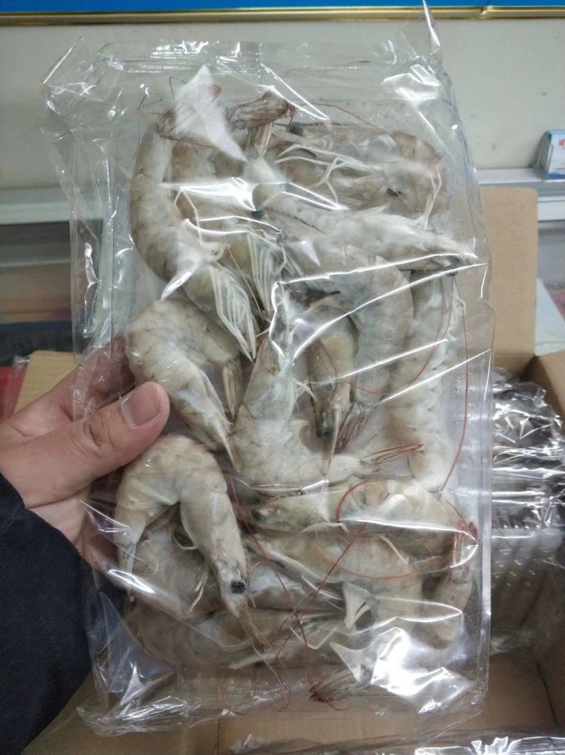 南美对虾