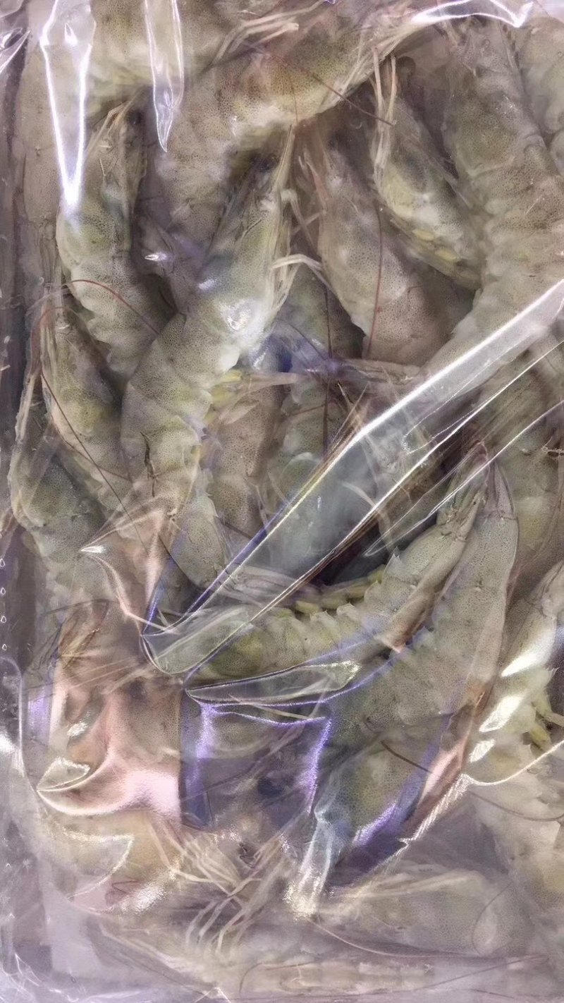 南美对虾
