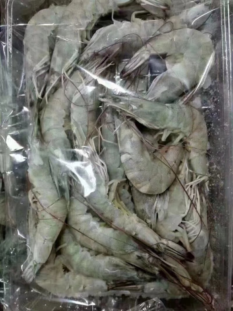 南美对虾