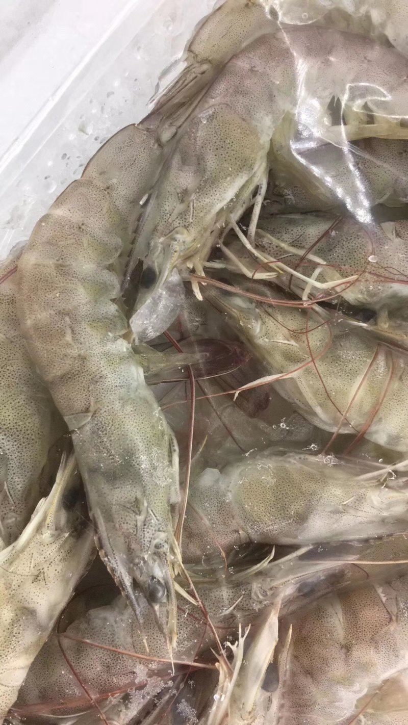 南美对虾