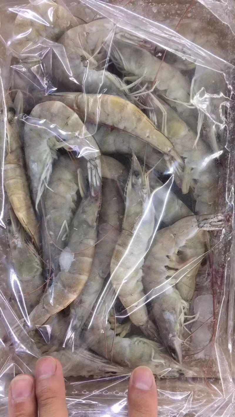 南美对虾