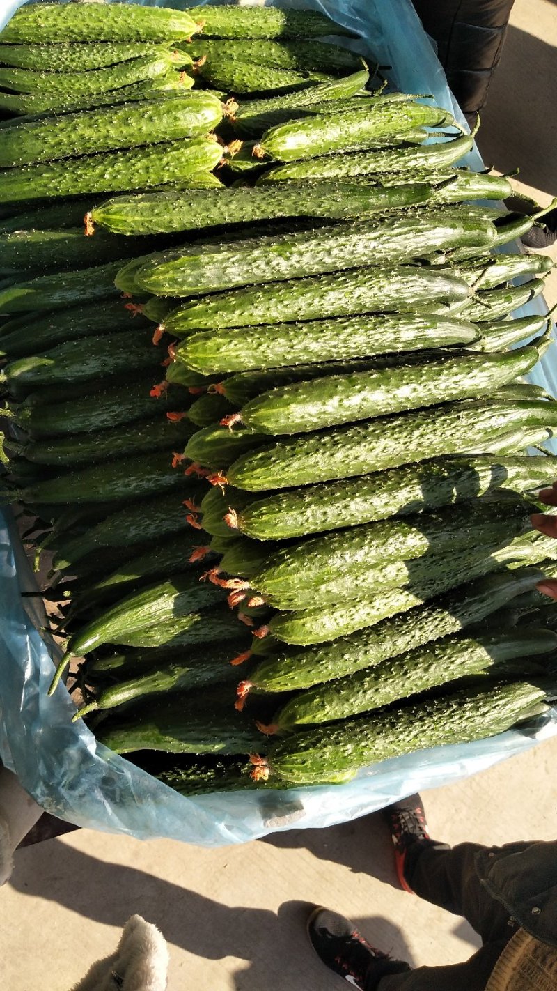 精品密刺黄瓜干花带刺25公分以上，直供各大城市