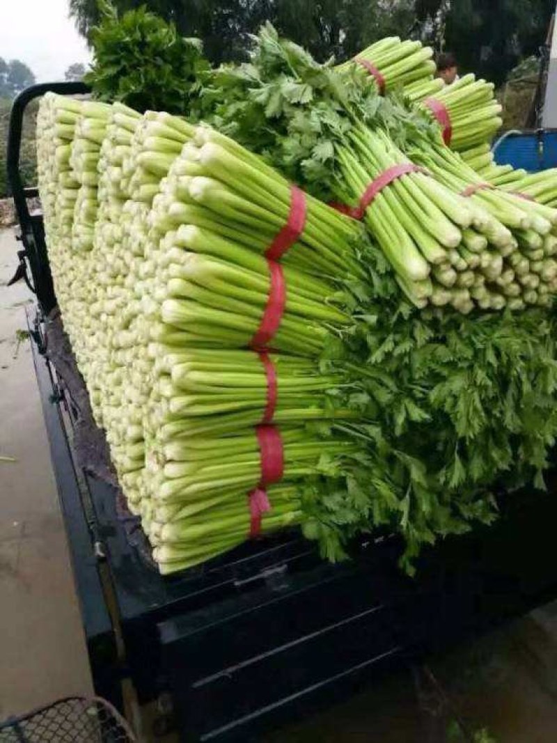万亩芹菜基地，量大质量保证诚信第一/欢迎咨询