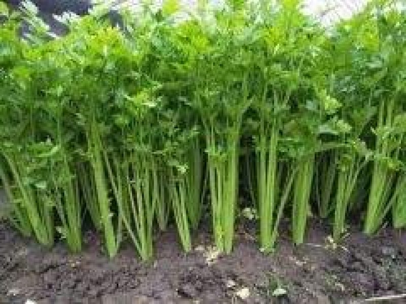 万亩芹菜基地，量大质量保证诚信第一/欢迎咨询