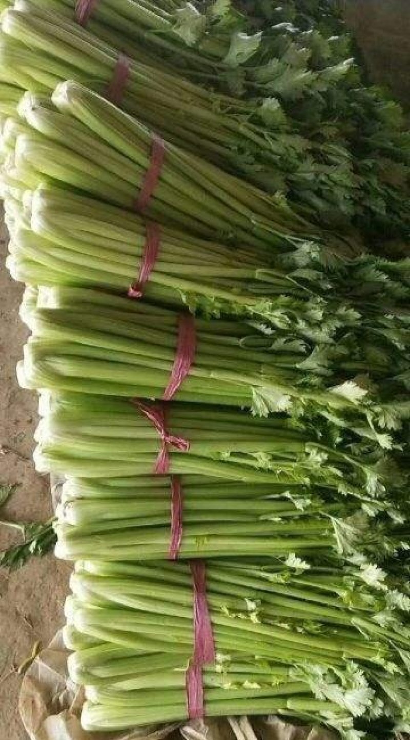 万亩芹菜基地，量大质量保证诚信第一/欢迎咨询