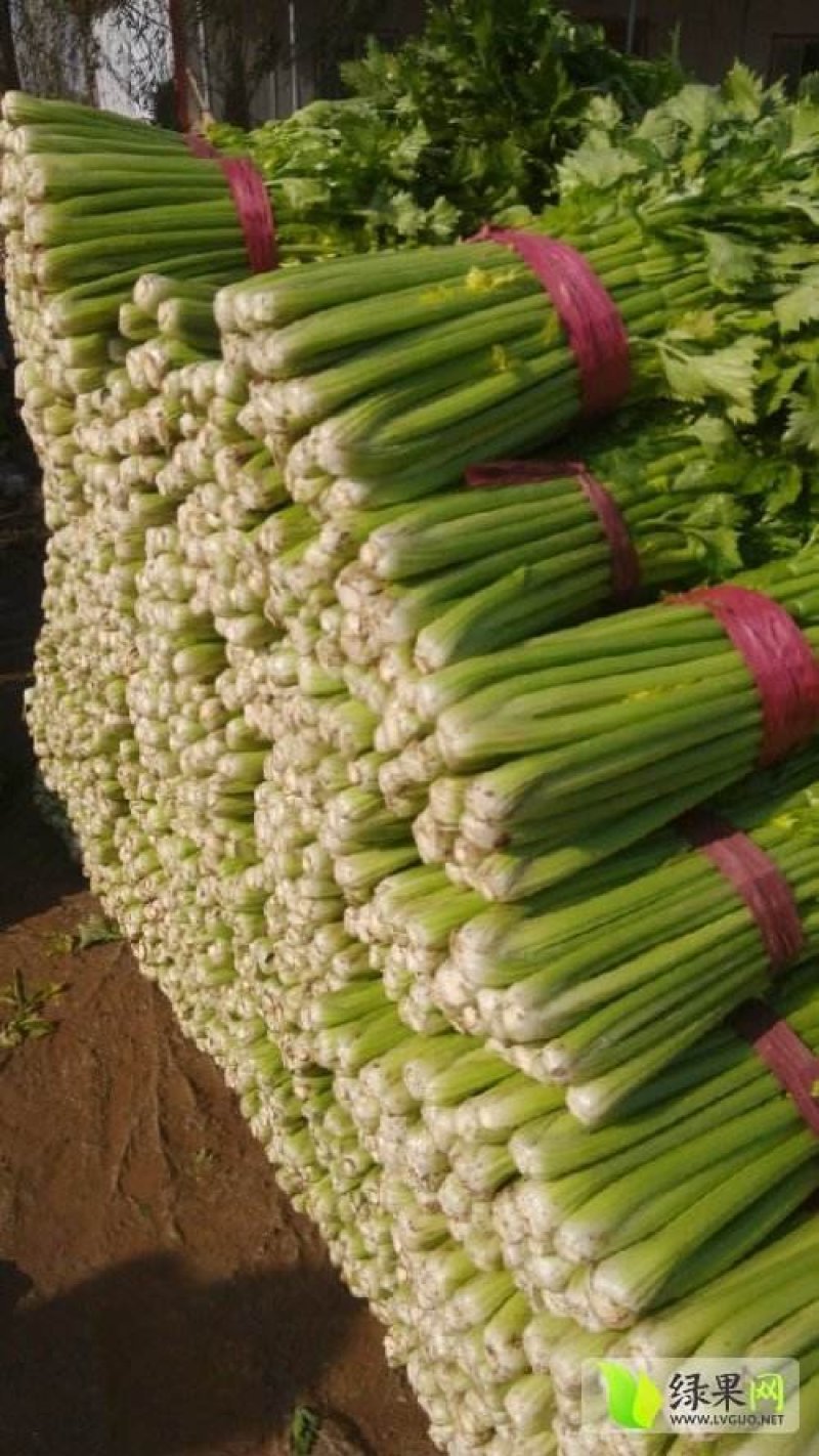 万亩芹菜基地，量大质量保证诚信第一/欢迎咨询