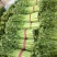 万亩芹菜基地，量大质量保证诚信第一/欢迎咨询