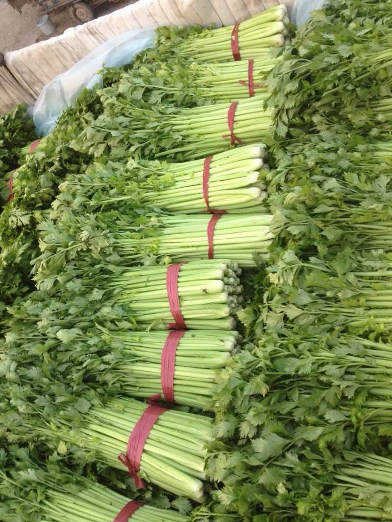 万亩芹菜基地，量大质量保证诚信第一/欢迎咨询