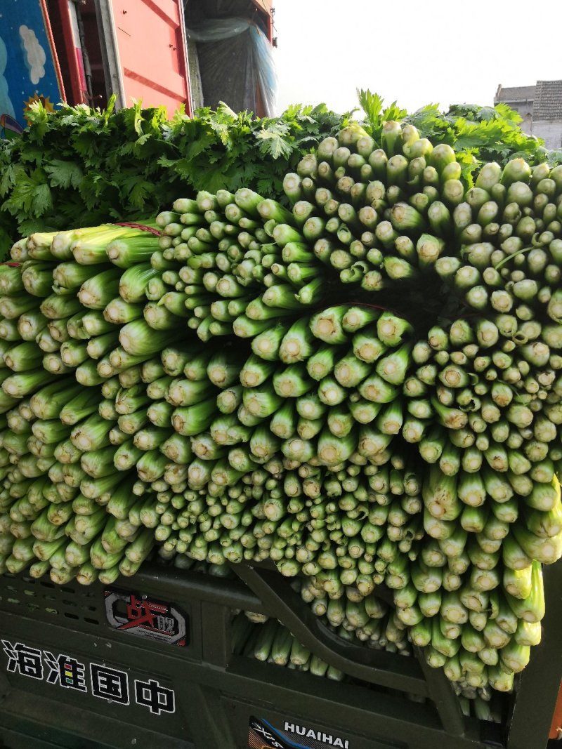 万亩芹菜基地，量大质量保证诚信第一/欢迎咨询