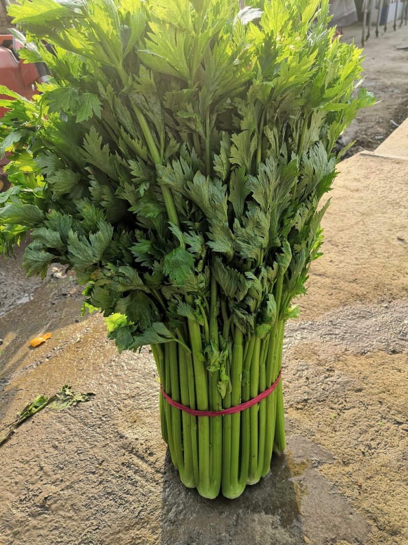万亩芹菜基地，量大质量保证诚信第一/欢迎咨询