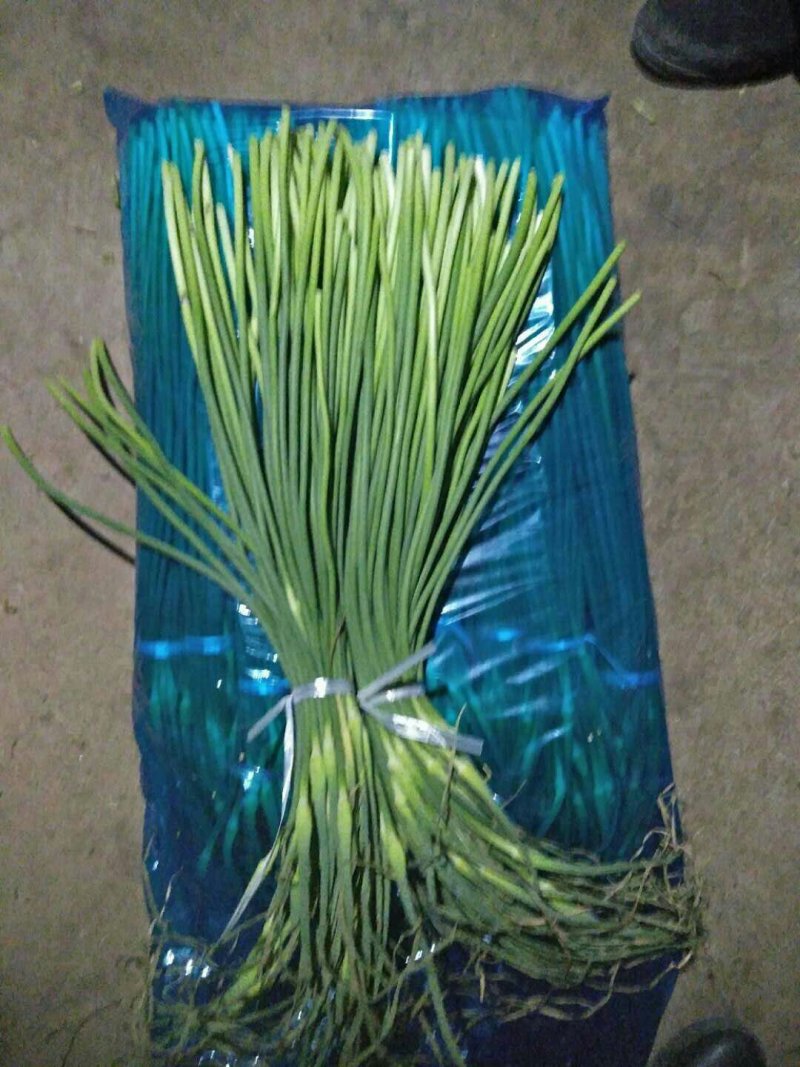 优质蒜薹大量出库，货源充足，质量保证货源充足
