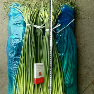 优质蒜薹大量出库，货源充足，质量保证货源充足