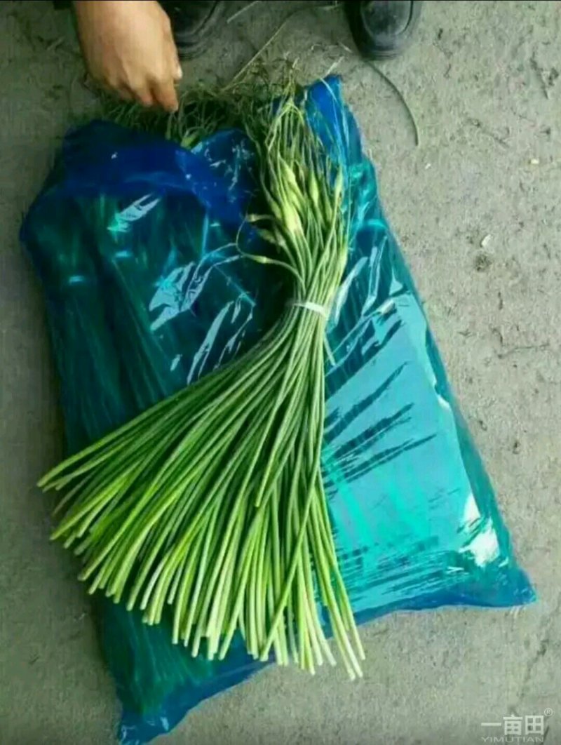 优质蒜薹大量出库，货源充足，质量保证货源充足