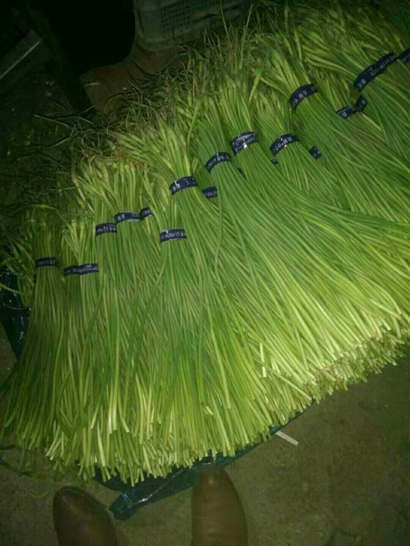 优质蒜薹大量出库，货源充足，质量保证货源充足
