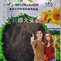 向日葵种子卡其矮大头998