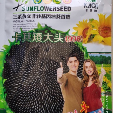 向日葵种子卡其矮大头998