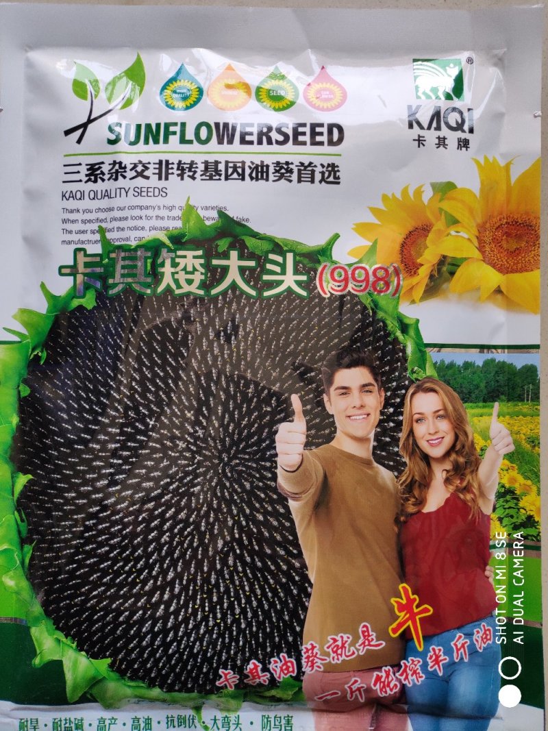 向日葵种子卡其矮大头998