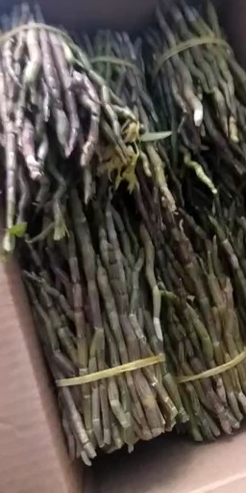 金福堂铁皮石斛精品鲜牙条，肉质饱满