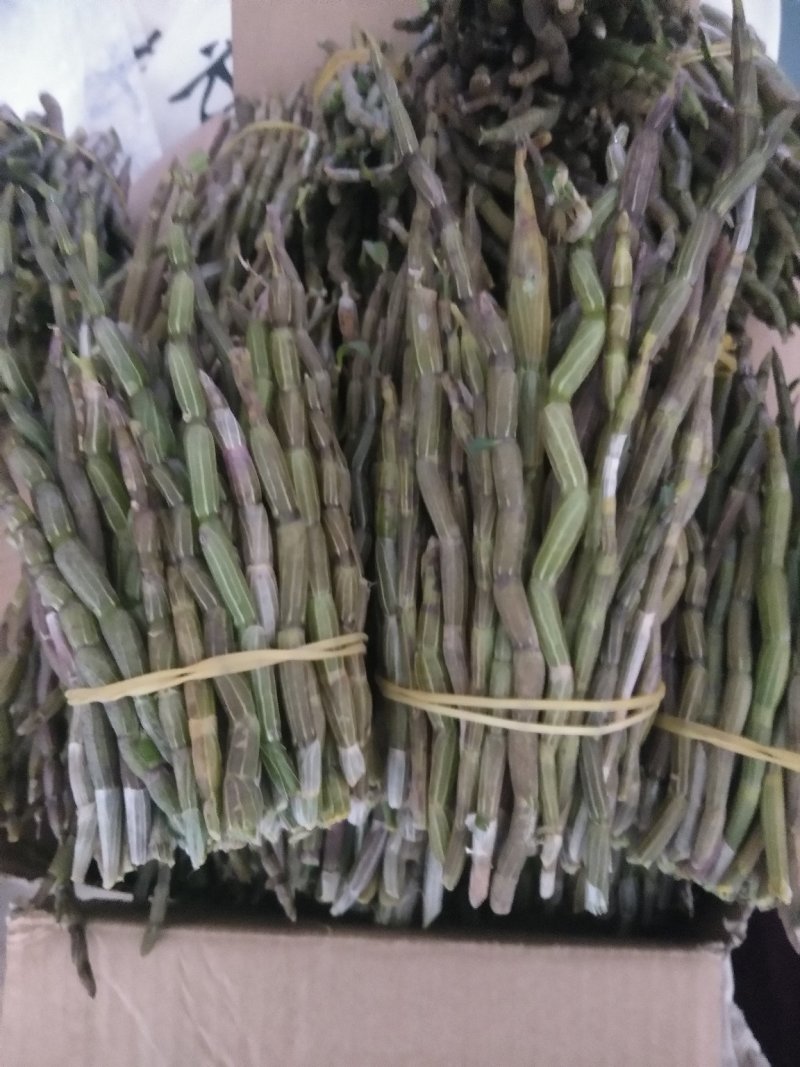 金福堂铁皮石斛精品鲜牙条，肉质饱满