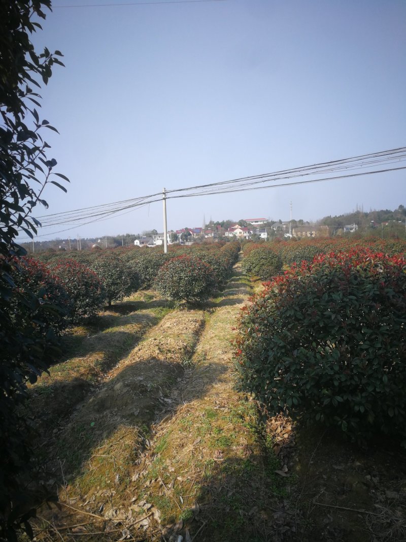 供应红叶石楠球冠1米至3米