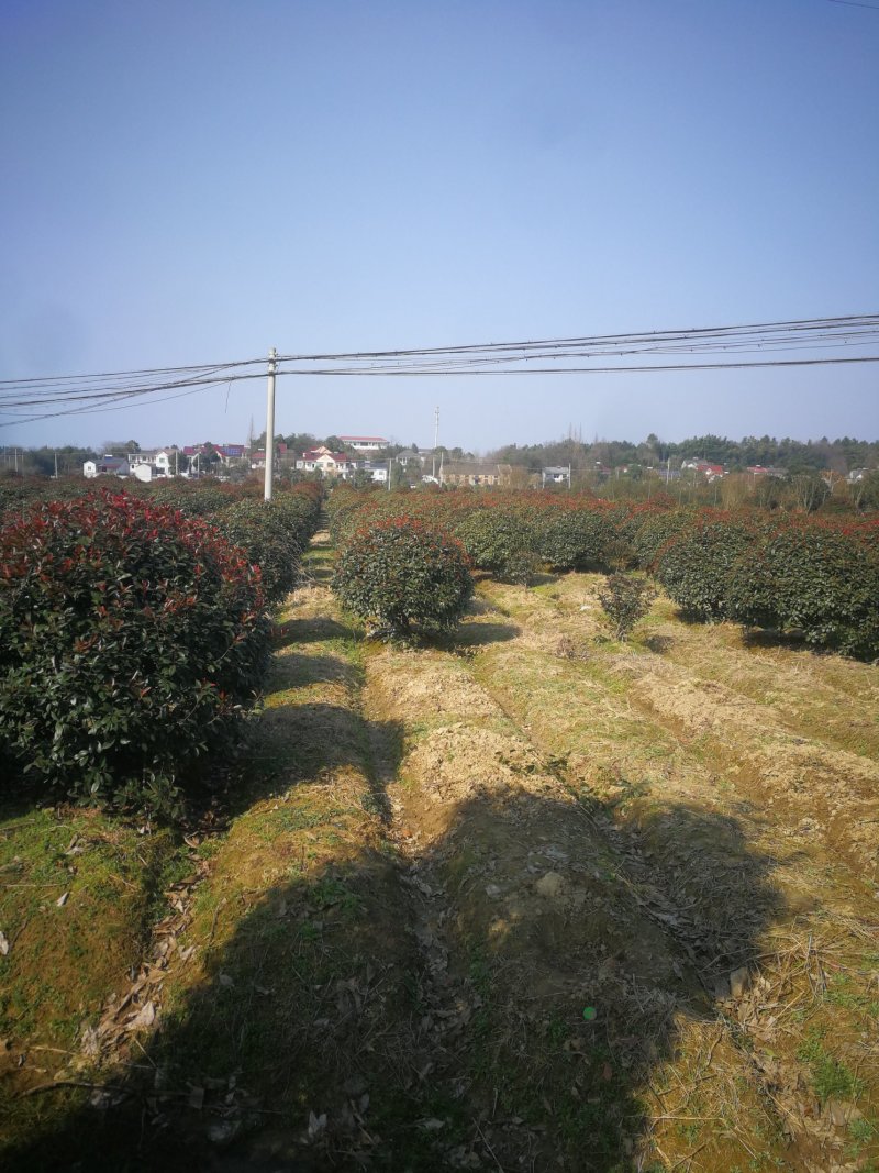 供应红叶石楠球冠1米至3米
