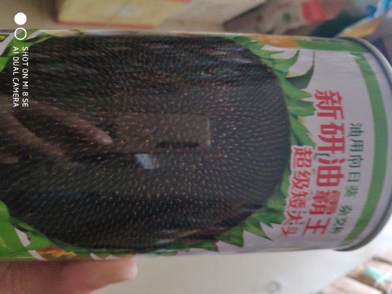 向日葵种子超级矮大头