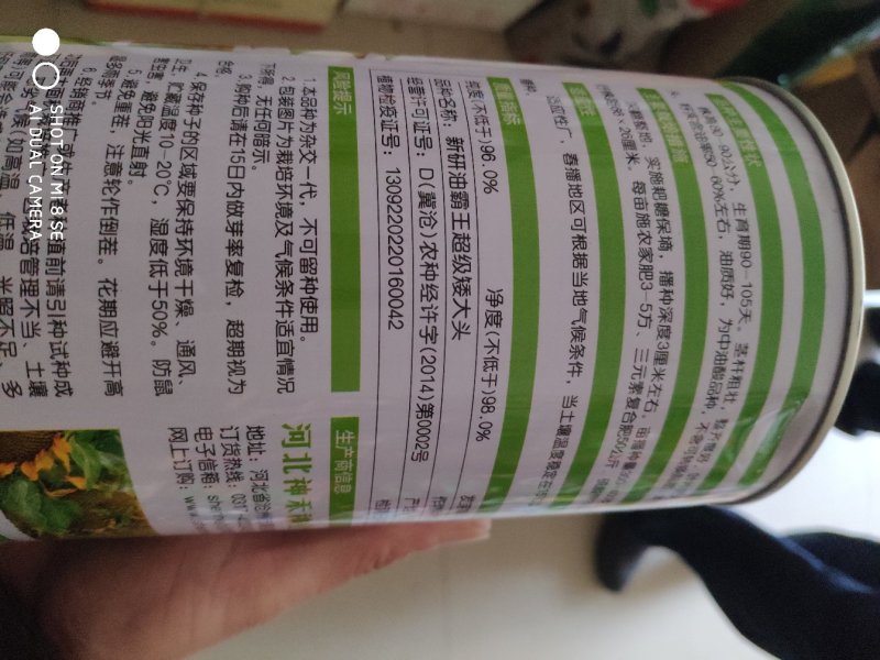 向日葵种子超级矮大头