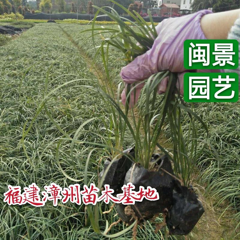 麦冬高10到30厘米福建漳州闽景园艺场