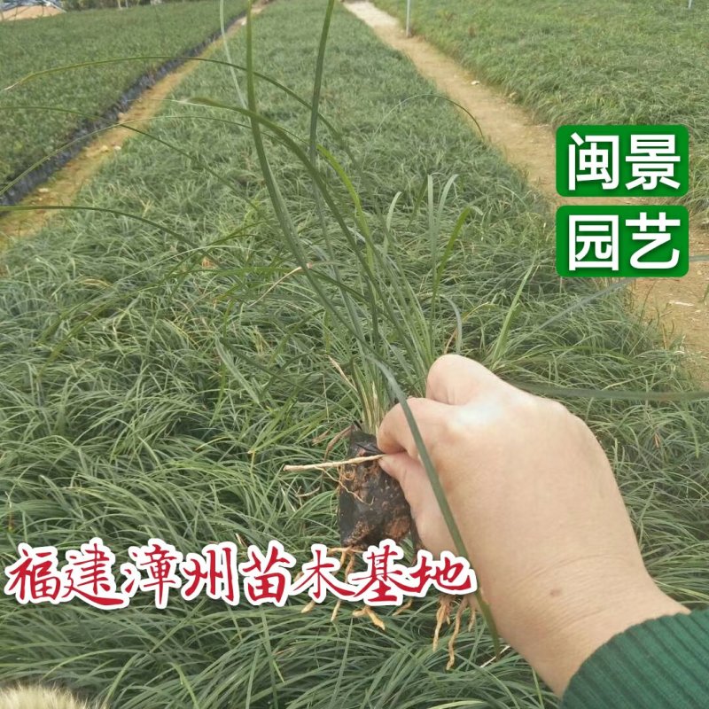 麦冬高10到30厘米福建漳州闽景园艺场