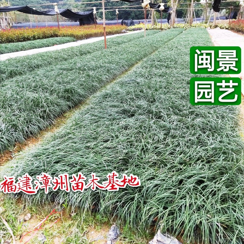 麦冬高10到30厘米福建漳州闽景园艺场