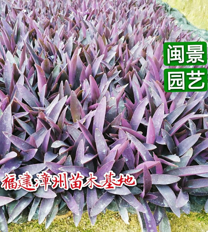 鸭跖草高度15到25厘米苗木基地直销