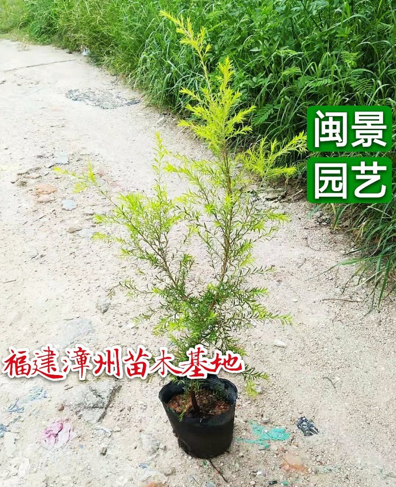 黄金宝树千层金高50-1米福建漳州闽景园艺场