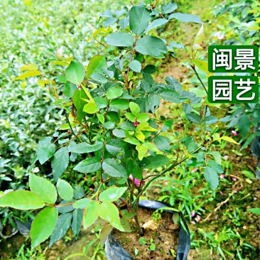 月季高20到30厘米福建漳州闽景园艺场