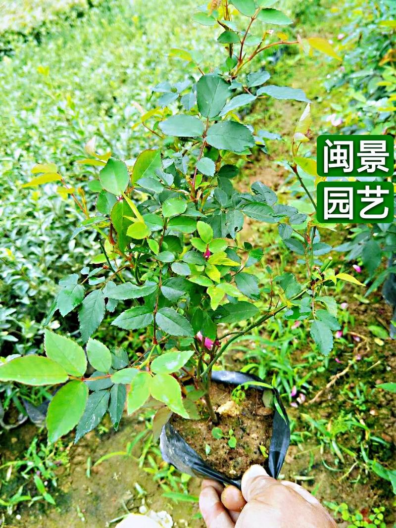 月季高20到30厘米福建漳州闽景园艺场