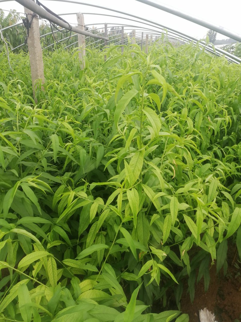 桃树苗新品种中油蟠7桃树苗香妃早金霞36-5早熟晚熟
