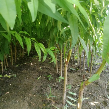 桃树苗新品种中油蟠7桃树苗香妃早金霞36-5早熟晚熟
