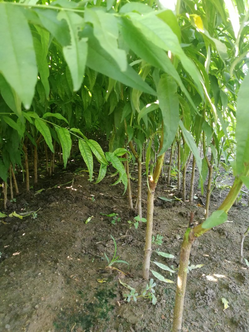 桃树苗新品种中油蟠7桃树苗香妃早金霞36-5早熟晚熟
