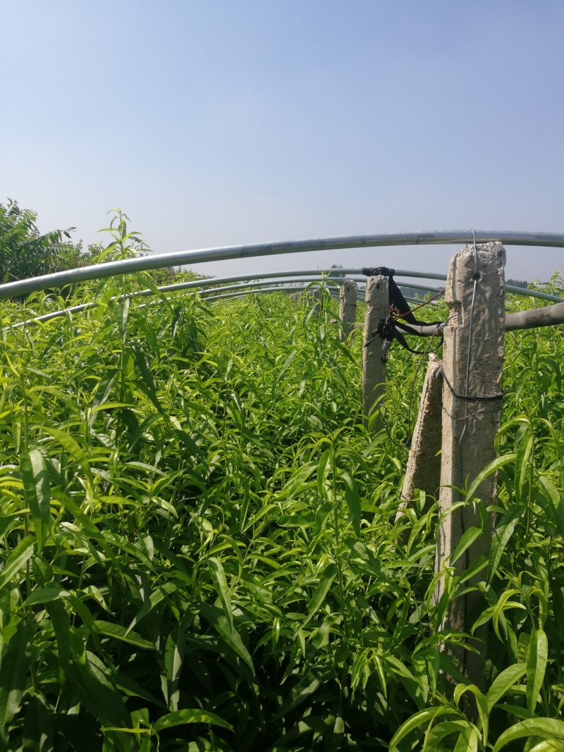桃树苗新品种中油蟠7桃树苗香妃早金霞36-5早熟晚熟