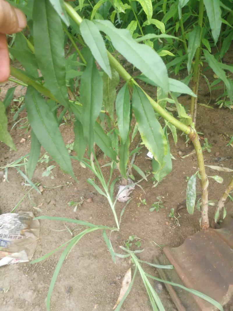 桃树苗新品种中油蟠7桃树苗香妃早金霞36-5早熟晚熟