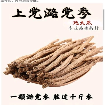 潞党参