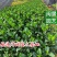 大叶栀子花栀子花高25-30福建漳州苗木基地