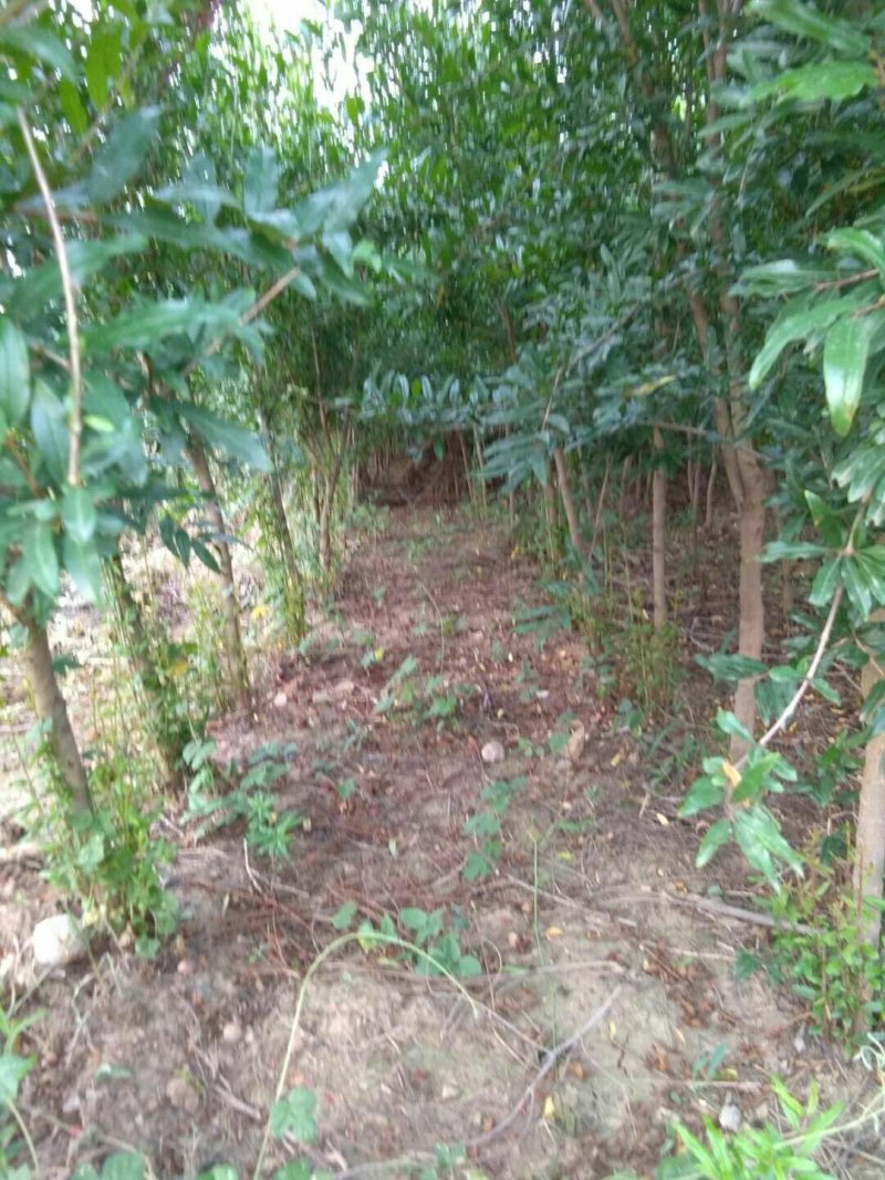 石榴苗一年三年结果嫁接品种耐贫瘠保湿发货
