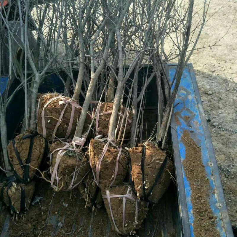 石榴苗一年三年结果嫁接品种耐贫瘠保湿发货