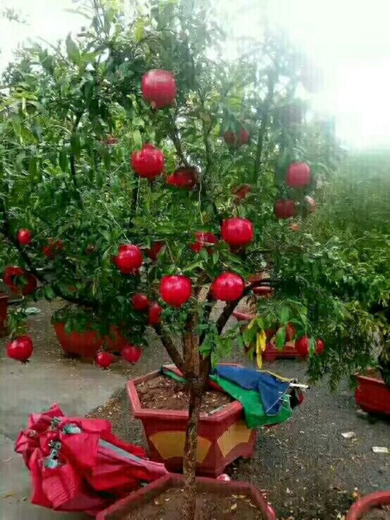 石榴苗一年三年结果嫁接品种耐贫瘠保湿发货